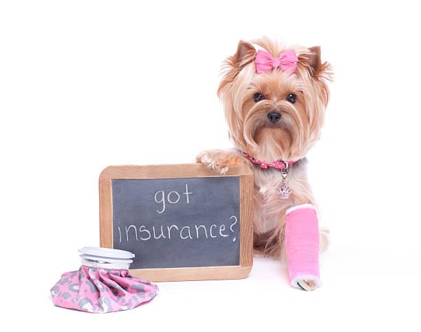 Pet Insurance